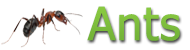 Ants - Pest Authority Inc